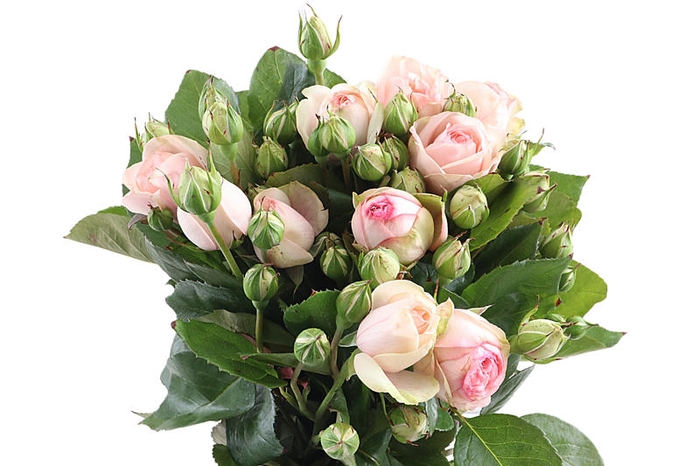 <h4>R Tr Charming Piano Freiland Extra</h4>