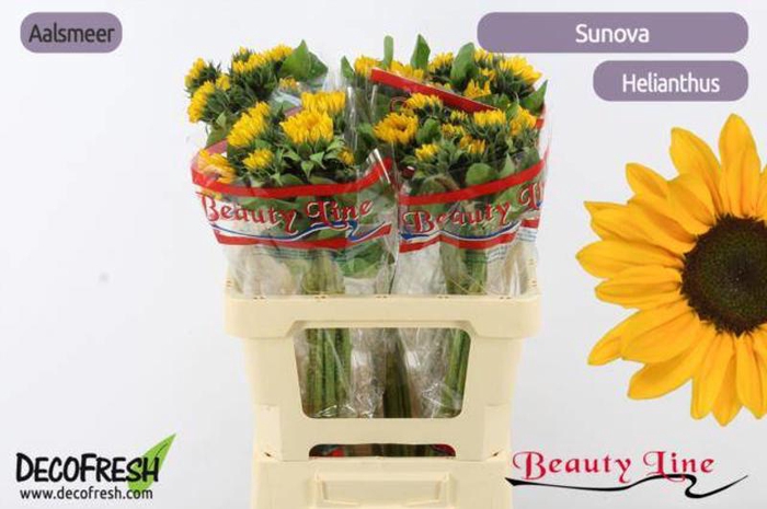 <h4>Helianthus Sunova Small Beauty</h4>