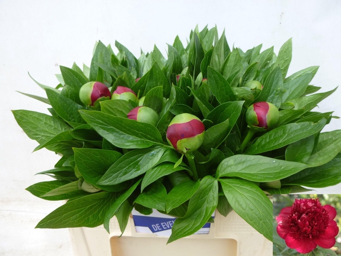 <h4>PAEO RED CHARM</h4>