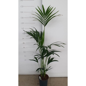 HOWEA FORSTERIANA