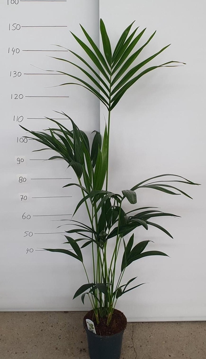 <h4>HOWEA FORSTERIANA</h4>
