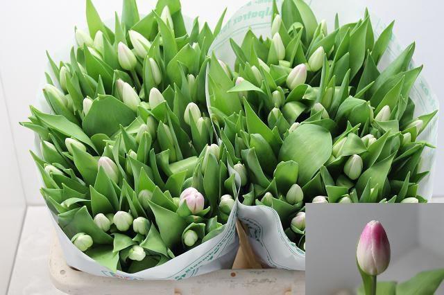 <h4>TU EN FLORENCE</h4>