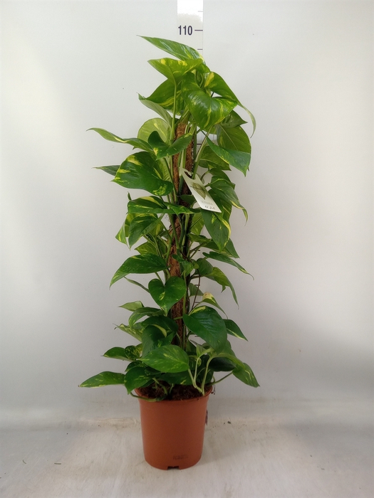 <h4>Epipremnum pinn.   ...moss stick</h4>