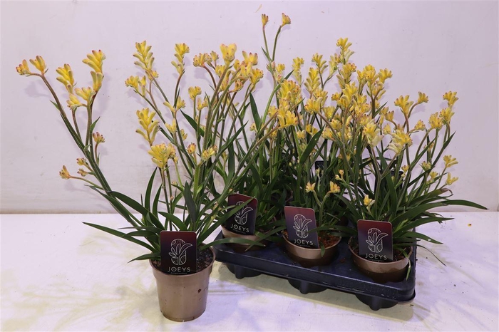 <h4>Anigo Ov Yellow</h4>