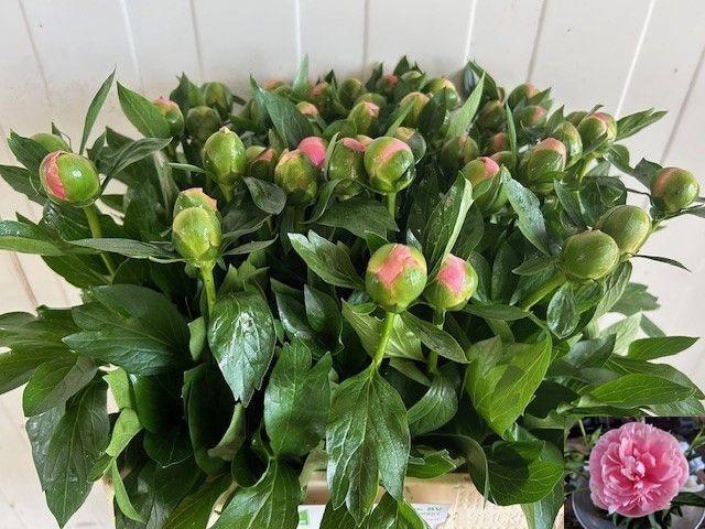 <h4>PAEO ETCHED SALMON</h4>