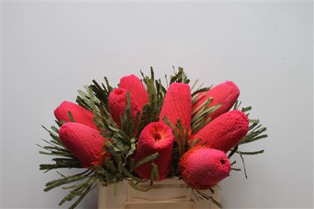 <h4>Banksia Hookeriana Dusty Pink</h4>