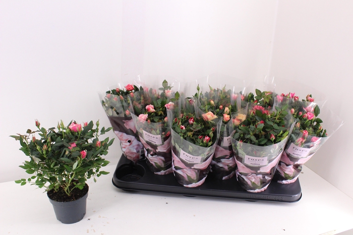 <h4>RO VICTORY GEM</h4>