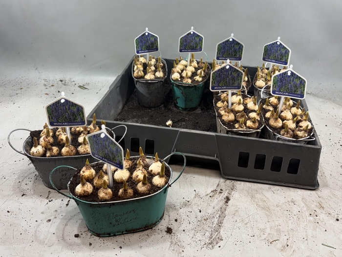 <h4>Arr Muscari</h4>