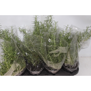 ALECRIM P15 PENDENTE