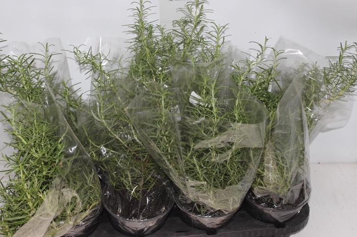 <h4>ALECRIM P15 PENDENTE</h4>