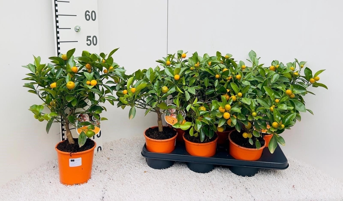 <h4>CITR MICROCARPA</h4>