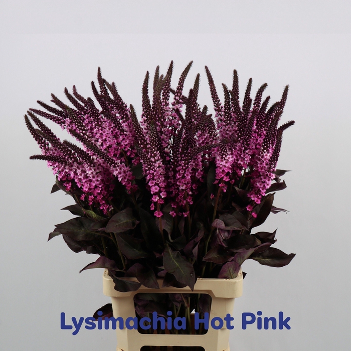 <h4>LYSIM ELISABETH</h4>