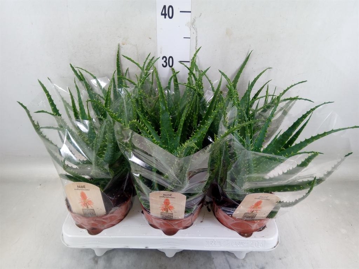 <h4>Aloe arborescens</h4>