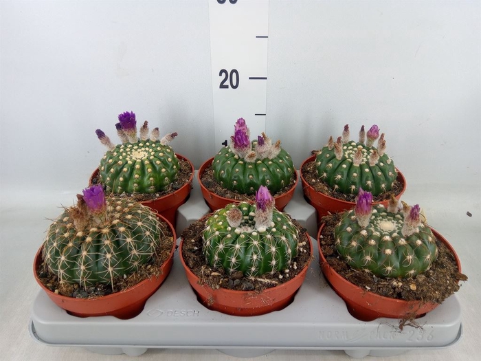 <h4>Cactus   ...</h4>