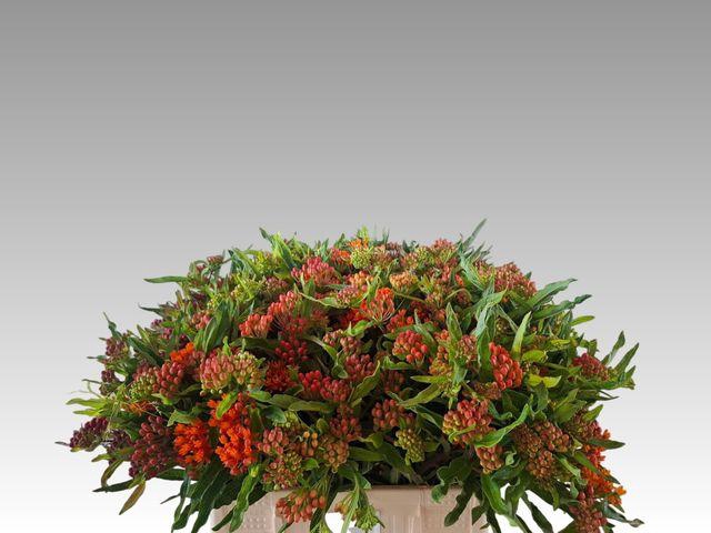 <h4>ASCL TUBEROSA</h4>