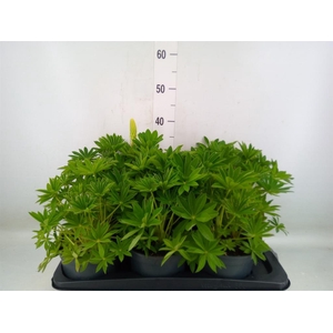 Lupinus polyp. 'Lupini White'