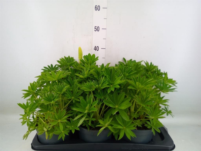 <h4>Lupinus polyp. 'Lupini White'</h4>