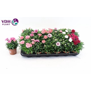 DIANTHUS OSCAR MIX P9