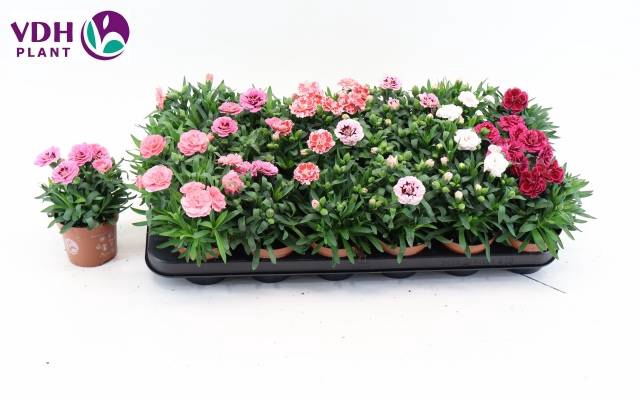 <h4>DIANTHUS OSCAR MIX P9</h4>