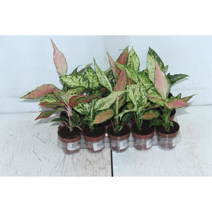 AGLAONEMA VARIADA P06