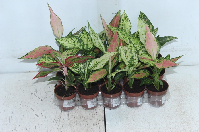 <h4>AGLAONEMA VARIADA P06</h4>