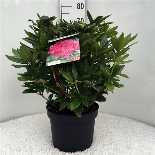 <h4>Rhodo. 'Cosmopolitan' pink</h4>