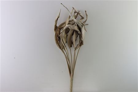 Dried Strelitziablad 10pc Natural Bunch