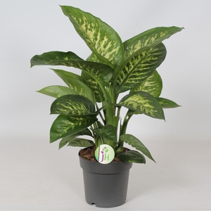 Dieffenbachia segu. Reeva