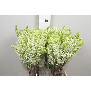 Syr V Mme Fl Stepman 2+