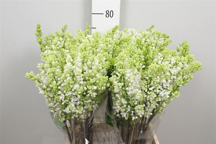 <h4>Syr V Mme Fl Stepman 2+</h4>