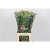Oxypetalum Tweedia Blue