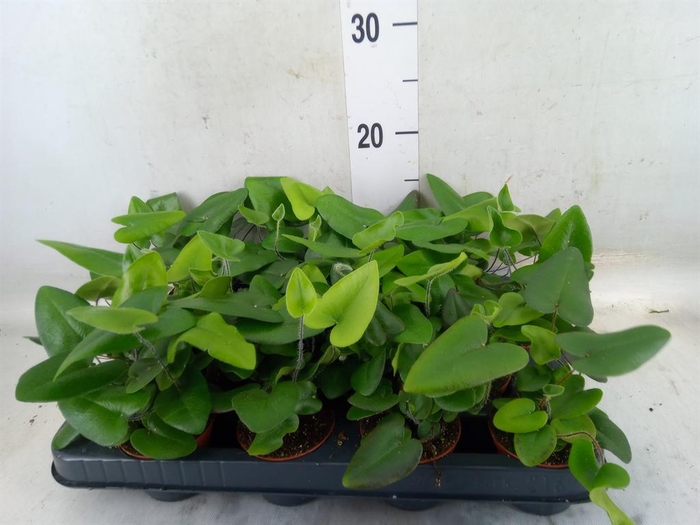 <h4>Hemionitis arifolia</h4>