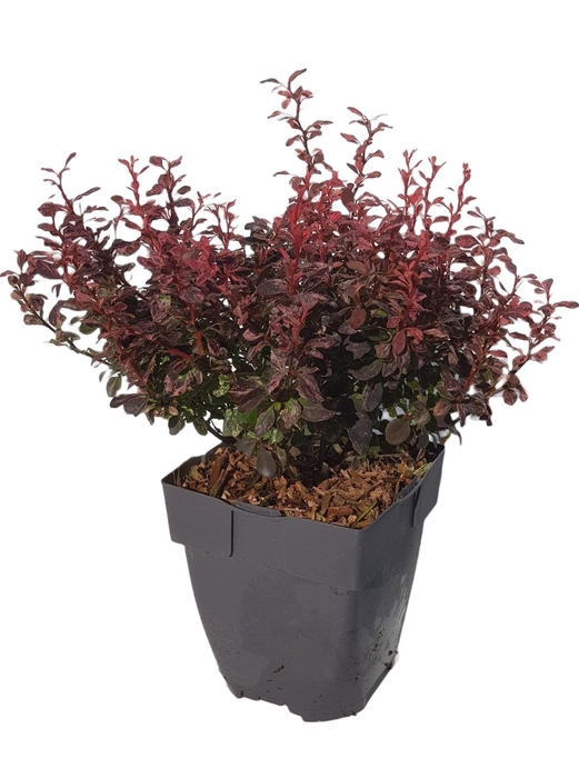 <h4>Berberis</h4>