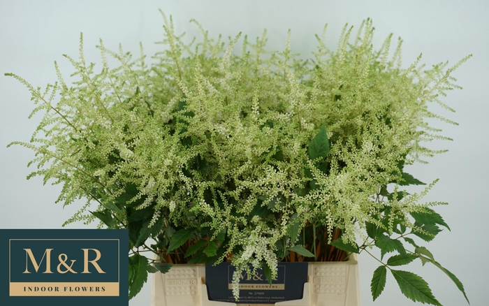 <h4>ASTIL JA WASHINGTON</h4>