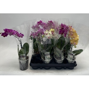 PHAL GEM