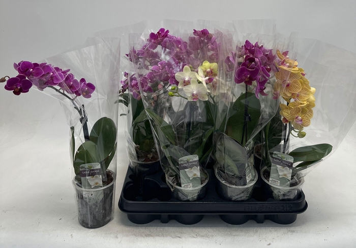 <h4>PHAL GEM</h4>