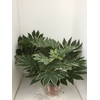 Fatsia japonica 'Variegata'
