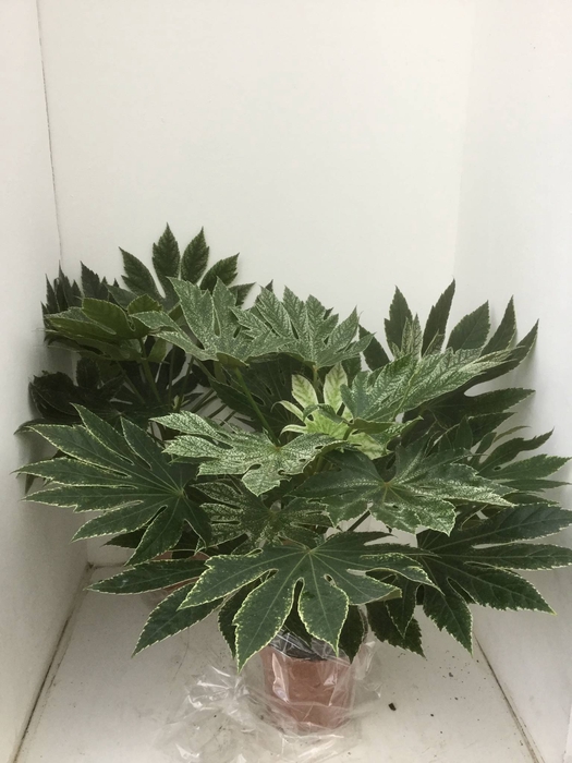 Fatsia japonica 'Variegata'