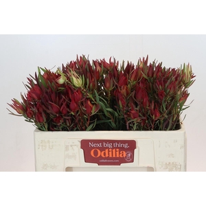Leucadendron Fireglow Spray