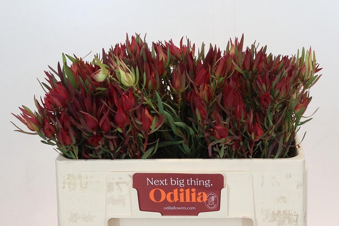 <h4>Leucadendron Fireglow Spray</h4>