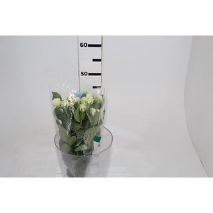 ROSA SPRAY SNOWFLAKE 040 CM
