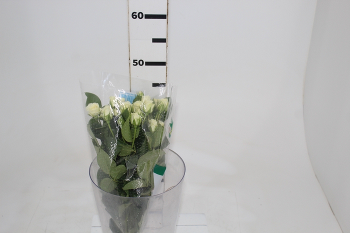 <h4>ROSA SPRAY SNOWFLAKE 040 CM</h4>