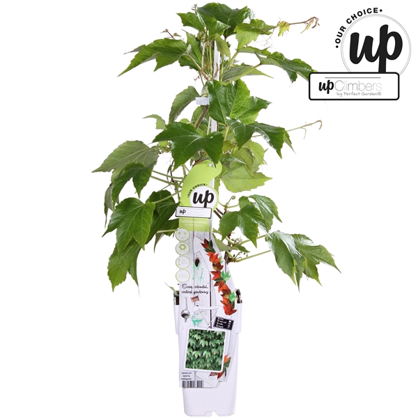 <h4>Parthenocissus tr. Green Spring P15</h4>