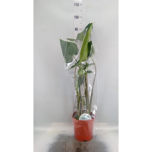 Alocasia zebrina