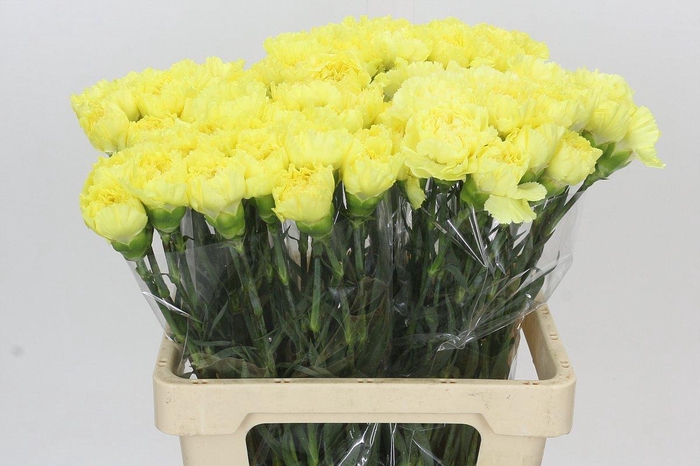 <h4>Dianthus St Zelda</h4>