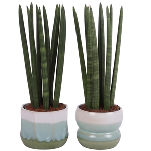 Sansevieria Cylindrica Straight 10 Leaf in Ø15cm Ceramic FB675
