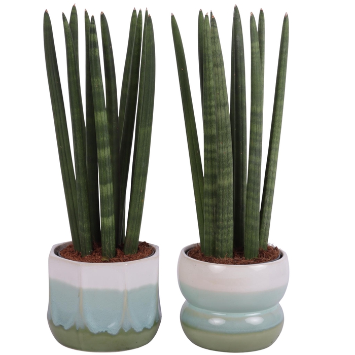 <h4>Sansevieria Cylindrica Straight 10 Leaf in Ø15cm Ceramic FB675</h4>