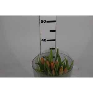 TULIPA LARANJA