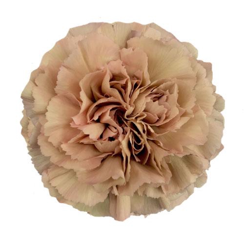 <h4>DI ST ANTIQUES CARAMEL</h4>