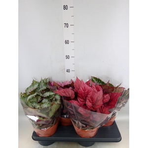 Begonia BD 'Beleaf'   ...mix